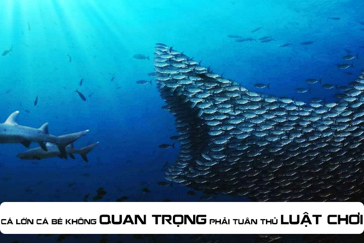 CA TO CÁ BÉ KHÔNG QUAN TRỌNG- QUAN TRỌNG PHẢI TUÂN THỦ LUẬT CHƠI